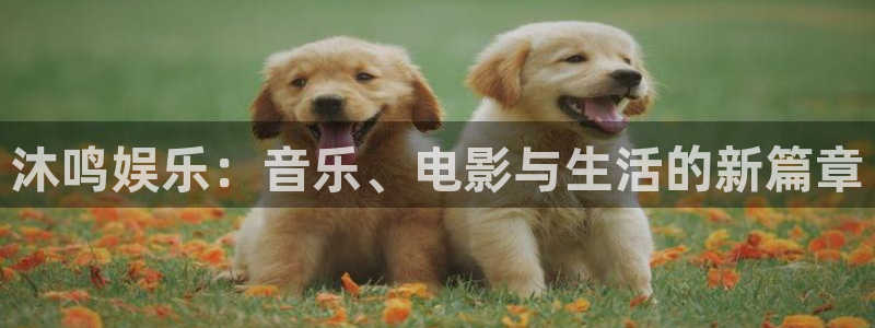 聚彩传媒有限公司：沐鸣娱乐：音乐、电影与生活的新篇章