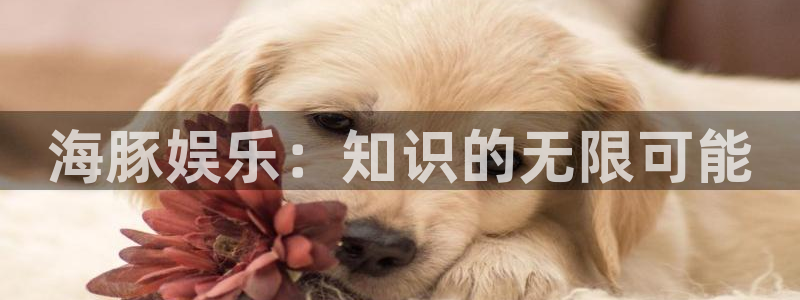 山东聚彩金属制品有限公司：海豚娱乐：知识的无限可能